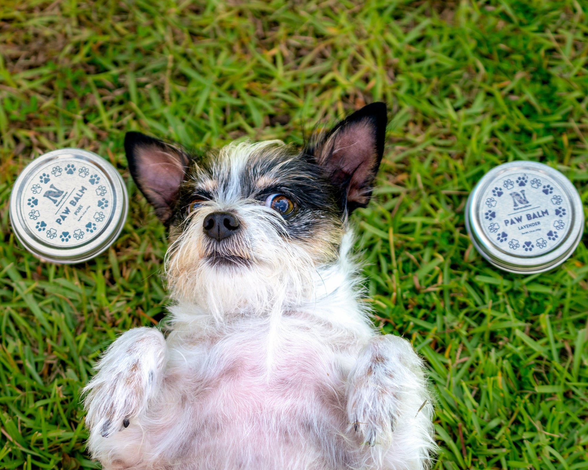 A picture containing two circular tins sitting in the grass with a small white and black furry dog laying on its back between them. The tin to the left is small and circular with light blue paw print illustrations. Its label reads "Naturallow Paw Balm Pure. Net Weight 1.5 oz (42g)". The tin to the right is also small and circular, but has purple paw print illustrations. Its label reads "Naturallow Paw Balm Lavender. Net Weight 1.5 oz (42g)"